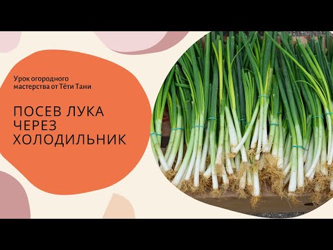 Видео: 481. Кругом снега́...а сеять надо. Любой сорт лука из чернушки через холодильник.