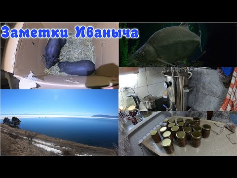 Видео: Жизнь в селе: тушёнка, обитатели Байкала, новые жильцы, место, где Ангара вытекает из Байкала