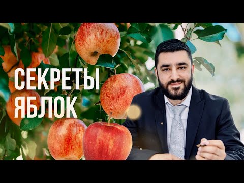 Видео: 🍎 Секреты яблок (Рав Исраэль Якобов) урок в "Ор Натан", Нью Йорк