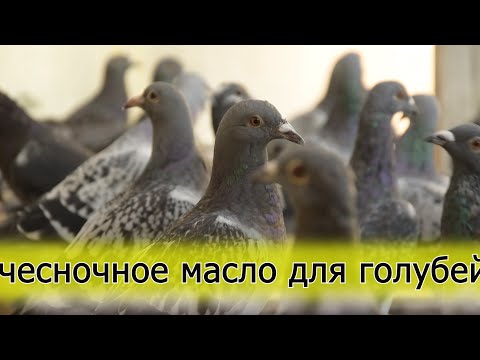 Видео: Бытовуха. Переставили клетки. Подготовили чесночное масло