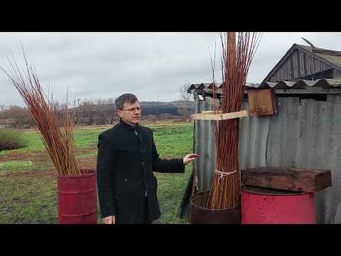 Видео: ИВА-ПАРК. Заготовка ивового прута. Часть 3. Сортировка прута по высоте "дедовским" методом.