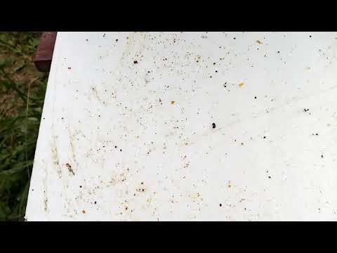 Видео: Пчеловодство.Пиретрины -против Бипина. Тест,