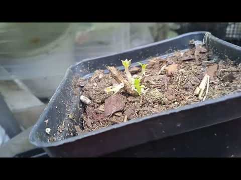 Видео: КАК  ВЫГЛЯДЯТ МОИ САЖЕНЦЫ    МЕЧТА  ЛЕСКОВО  СЕЙЧАС?? 