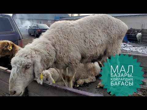 Видео: Уржар МАЛ БАЗАРЫ. Қойлардың бағасы.