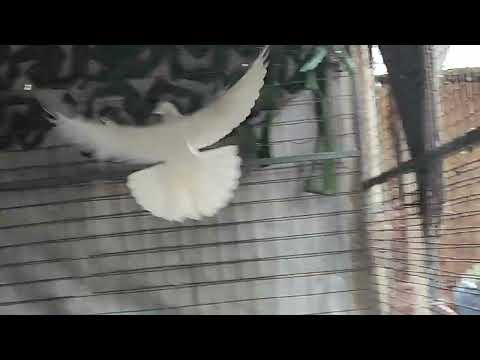 Видео: 28.10.2025г Белые Широкие на продажу+79298223260 Константин 