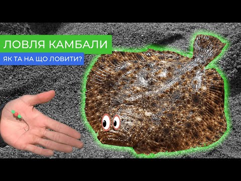 Видео: Полювання на камбалу. Берегова риболовля на Чорному морі 2023