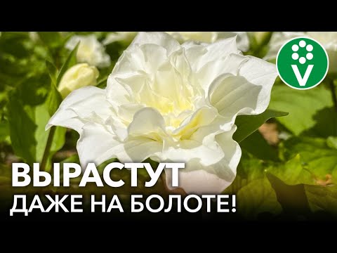 Видео: РЕДКОЙ КРАСОТЫ НЕПРИХОТЛИВЫЕ ЦВЕТЫ для сырых и влажных мест в вашем саду!