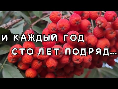 Видео: И каждый год сто лет подряд рябины красные стоят... #стихидлядуши #осень #город #караганда