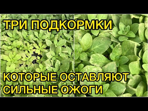 Видео: Осторожно! Эти удобрения могут сжечь рассаду!