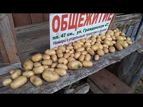 Видео: 2я часть: Полный отчёт об откачке мёда😊🍯и прочее..