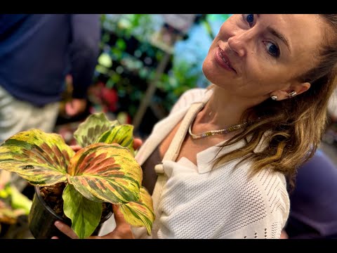 Видео: Кемпферии на выставке в Бангкоке BIPSS-15