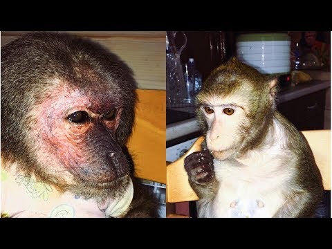 Видео: Как всегда,вкусно и полезно! (Домашние Макаки)