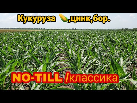 Видео: Кукуруза 🌽 после подкормки цинком,бором.Сравнение NO-TILL и классических посевов