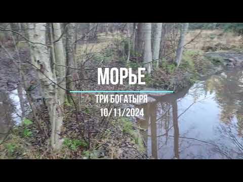 Видео: Морье. Toyota. Suzuki. Haval.