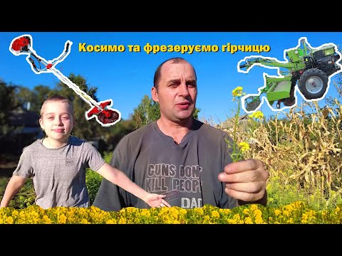 Видео: Горчица на сидерат. Косим и фрезеруем!