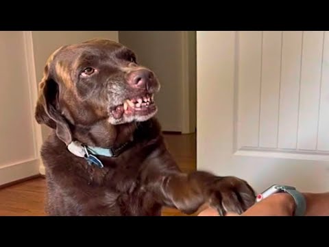 Видео: Собака начала вести себя странно. То, что узнала её семья, растопит ваше сердце