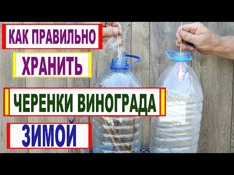 Видео: 🍇 Даже не думай ТАК ХРАНИТЬ ЧЕРЕНКИ ВИНОГРАДА зимой. Вот что будет с ЧЕРЕНКАМИ  если СДЕЛАЕТЕ ТАК.