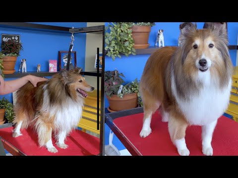 Видео: Солнечный Шелти Грум