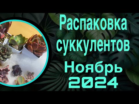 Видео: Распаковка суккулентов ноябрь 2024 🙃