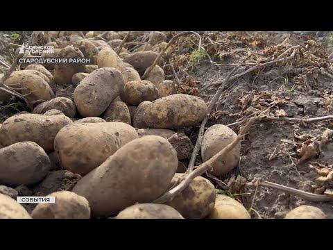 Видео: В этом году в Брянской области соберут рекордный урожай картофеля