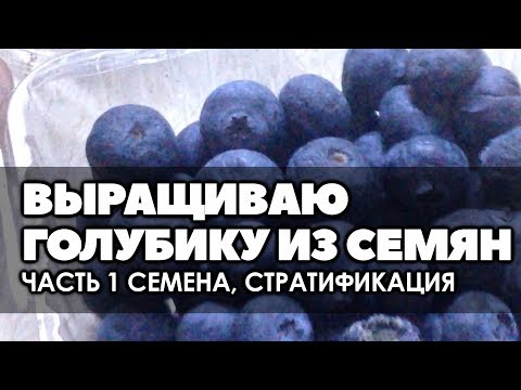 Видео: 🌱 #1 Размножение голубики семенами | Часть 1 Добываю семена и убираю их на стратификацию