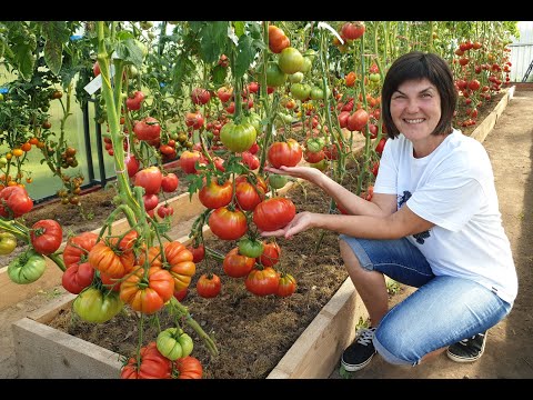 Видео: №8 Обзор крупноплодных сортов в наших теплицах. Сорта принесут вам помидор-килограмм. 07.08.25