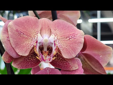 Видео: Обзор орхидей в магазине ОБИ город Москва