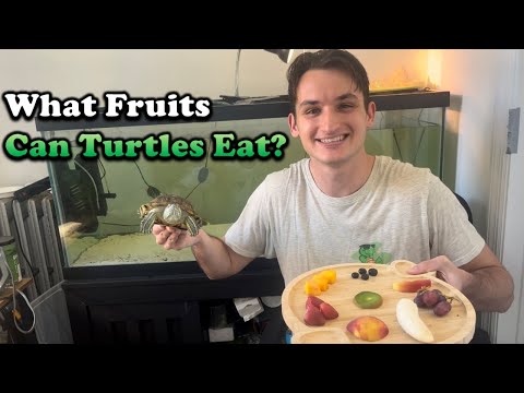 Видео: Какие фрукты можно есть черепахам? Кормление черепахи фруктами