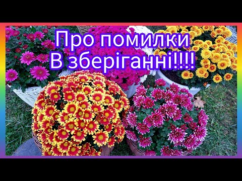 Видео: Обязательно посмотрите‼️Меньше ошибок - лучший результат!‼️Хризантема🌺🌿 #flowers #хризантема