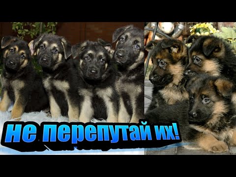 Видео: Щенков ВЕО выдают за НЕМЦЕВ, как не попасться на уловку? ОЛХ обзор. Мокрый нос