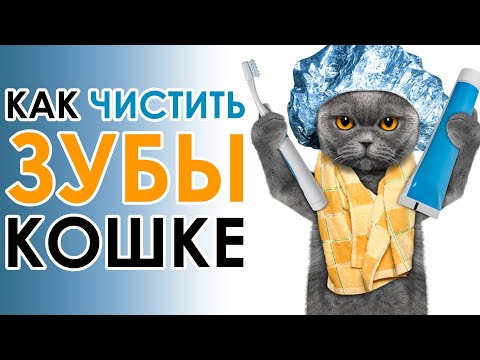 Видео: Выдернули почти все зубы! Нужно ли кошке чистить зубы? Как быстро почистить зубы кошке?