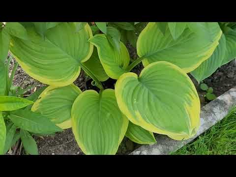 Видео: ‼️🌱🪴Хосты,первый год после посадки. Посажены весна-лето 2024г. 2 часть🌱🪴‼️29/2025