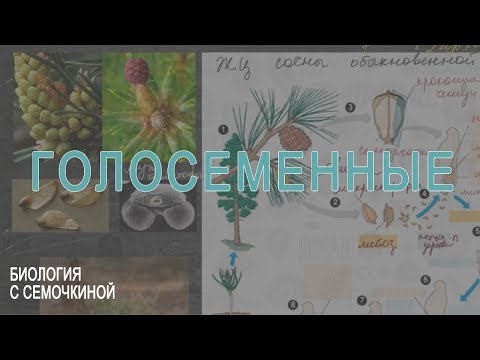 Видео: Голосеменные