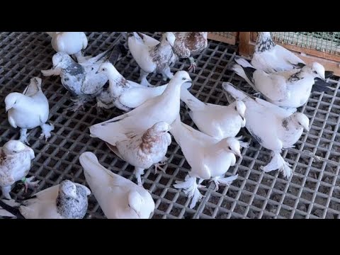 Видео: Чистокровные Таджикские голуби 🕊️🇹🇯 Алишера Сохибова