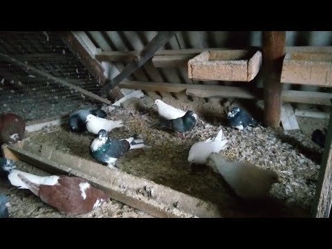 Видео: НОВОСТИ С ГОЛУБЯТНИ // ЭТО ФИАСКО БРАТАН // КУДА ДЕЛИСЬ ГОЛУБИ,ЧТО ПРОИЗОШЛО С ГОЛУБЯМИ????