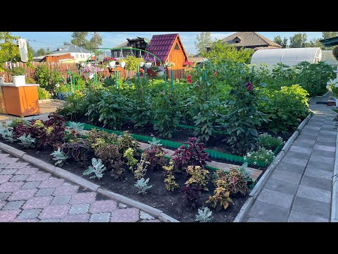Видео: Сибирь. Обзор цветов на усадьбе в селе. Часть 2.