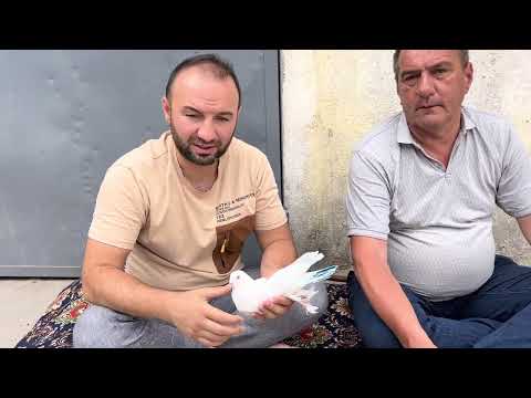 Видео: О засиженных голубях🕊и племенных которые сидят годами.