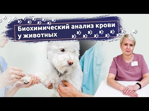 Видео: Биохимический анализ крови у животных: Основные показатели и их значение