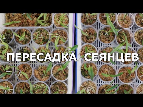 Видео: 8 месяцев спустя. Пересадка сеянцев каттлей. Orchid seedlings