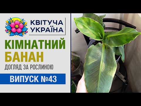 Видео: Карликовий банан - догляд в кімнатних умовах.