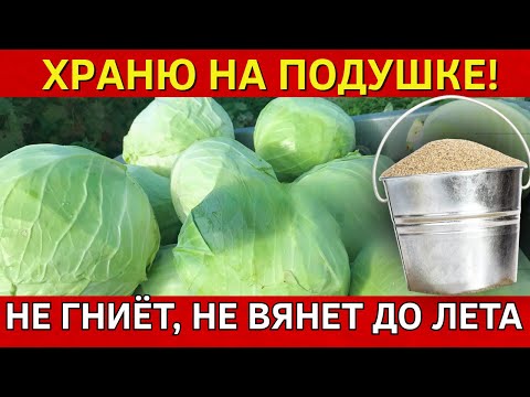 Видео: ЭТО ВАС ПОРАЗИТ! Храним ДО ЛЕТА! Простейший бюджетный способ хранения капусты: не гниет, не портится