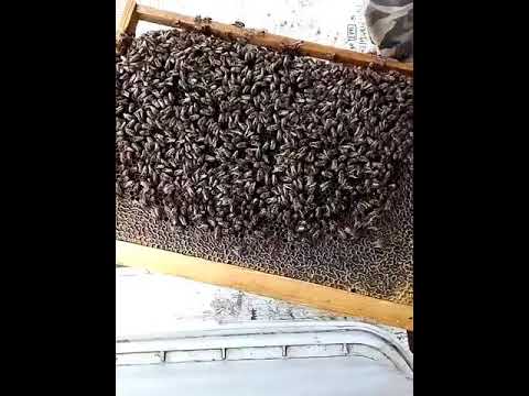 Видео: Сборка гнезда на зиму! Что это за зверь такой?