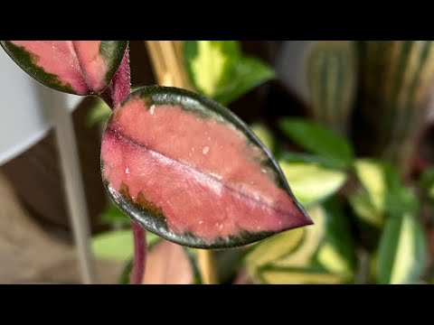 Видео: Укореняю ЧЕРЕНКИ и УСЫ ХОЙИ😉