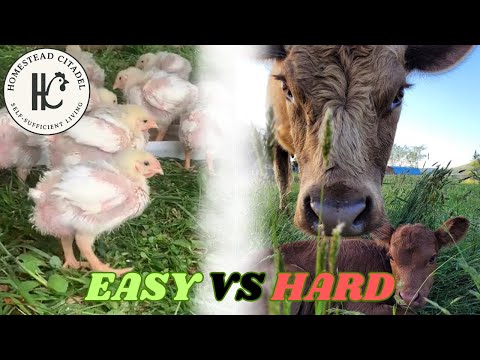 Видео: Как выбрать ПРАВИЛЬНЫЙ скот для вашего хозяйства (избегайте этой дорогостоящей ошибки!)