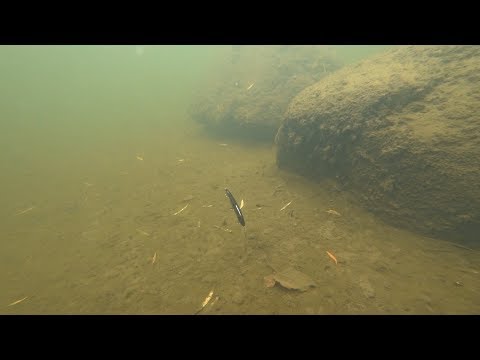 Видео: Jackall Rerange 110SP. Подводная съемка. Underwater footage