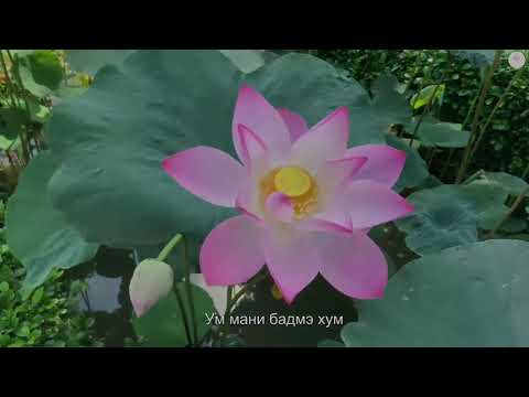 Видео: Зуурдын мани Bardo mantra by Ariunbileg lyrics by Danzanravjaa