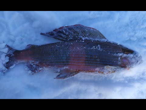 Видео: Зимняя рыбалка с ночевкой на горной реке, закрытие сезона. Хариус, ленок, таймень и два дня отдыха.