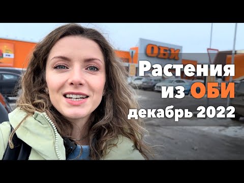 Видео: Обзор комнатных растений и цветов ОБИ » Цветочный магазин » Декабрь 2022