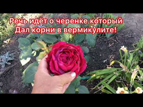 Видео: Розы-горят😭!ЧП с черенками роз😢;Отвечаю на вопросы, Сад на выживании- обзор🌺🌲🌱🥵