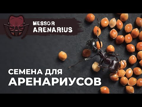 Видео: КОЛОНИЯ ГИГАНТСКИХ МУРАВЬЕВ-ЖНЕЦОВ ВЫРОСЛА | Giant harvester ant | Messor arenarius
